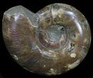 Polished Ammonite (Anapuzosia) - Madagascar #34225-1